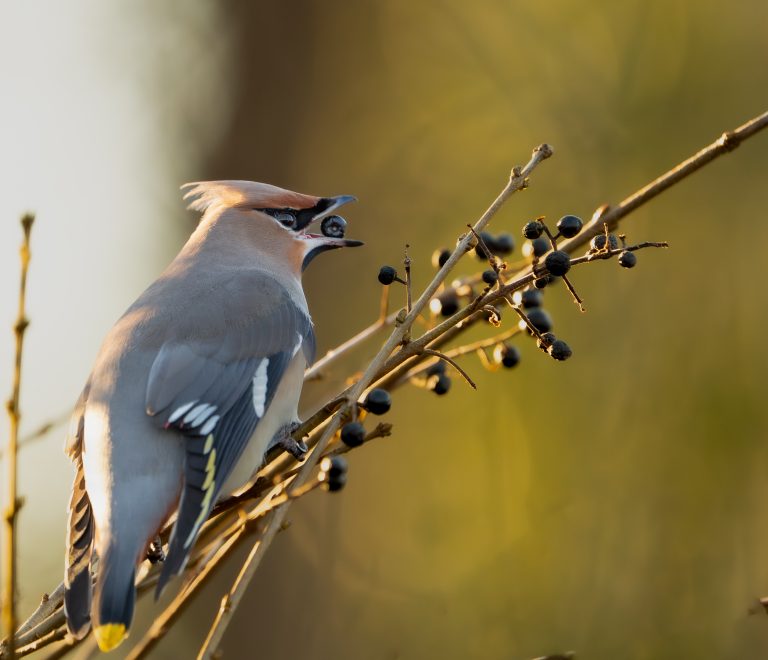 Pestvogel