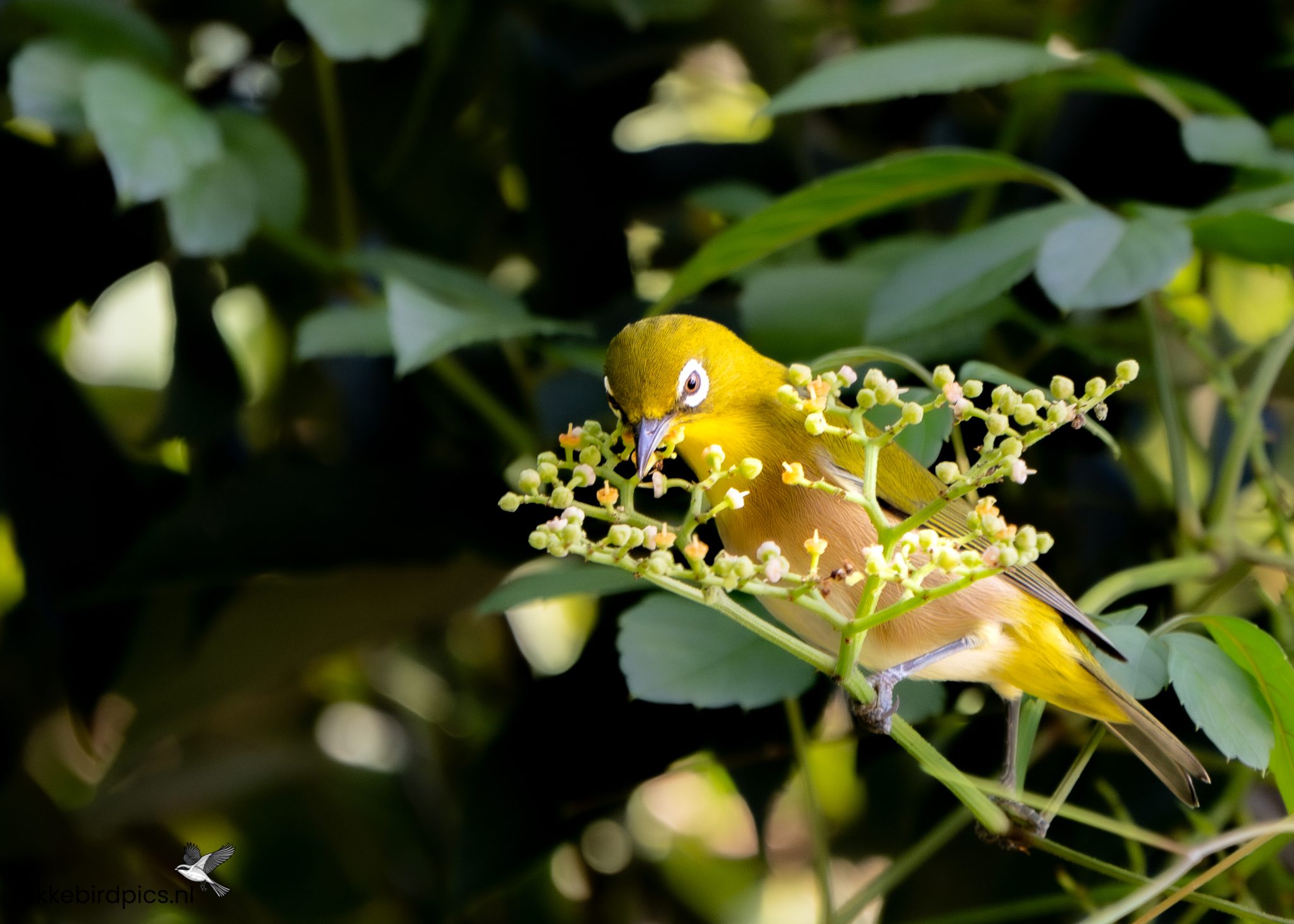 Zangbrilvogel