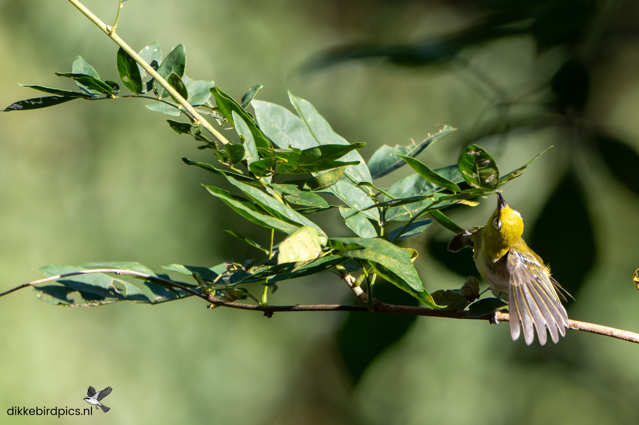 Zangbrilvogel