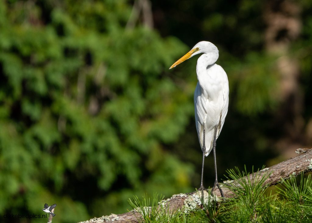 Grote zilverreiger