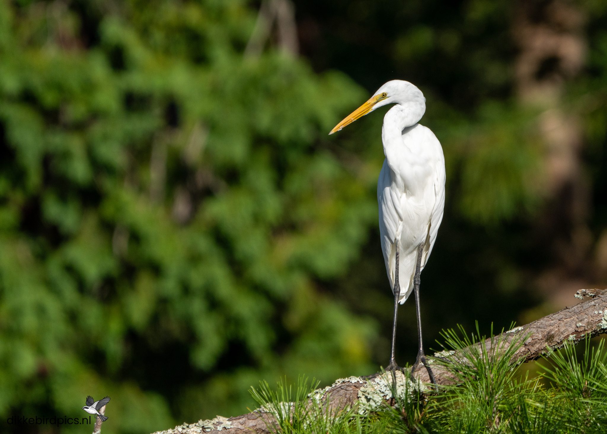 Grote zilverreiger