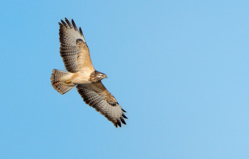 Buizerd