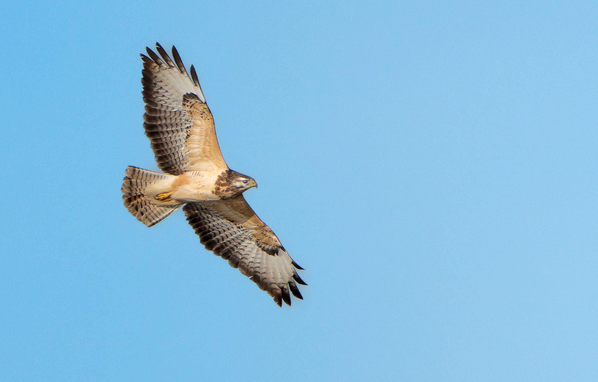 Buizerd