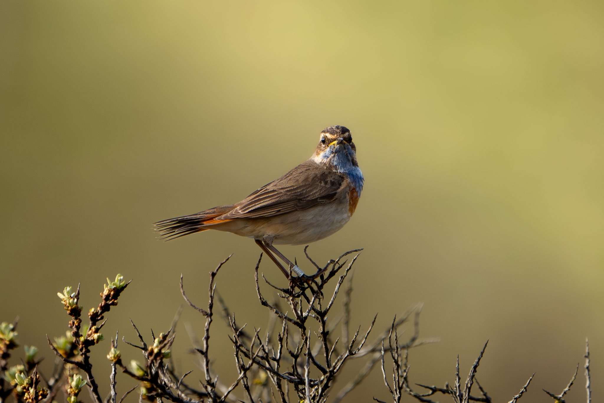 Blauwborst