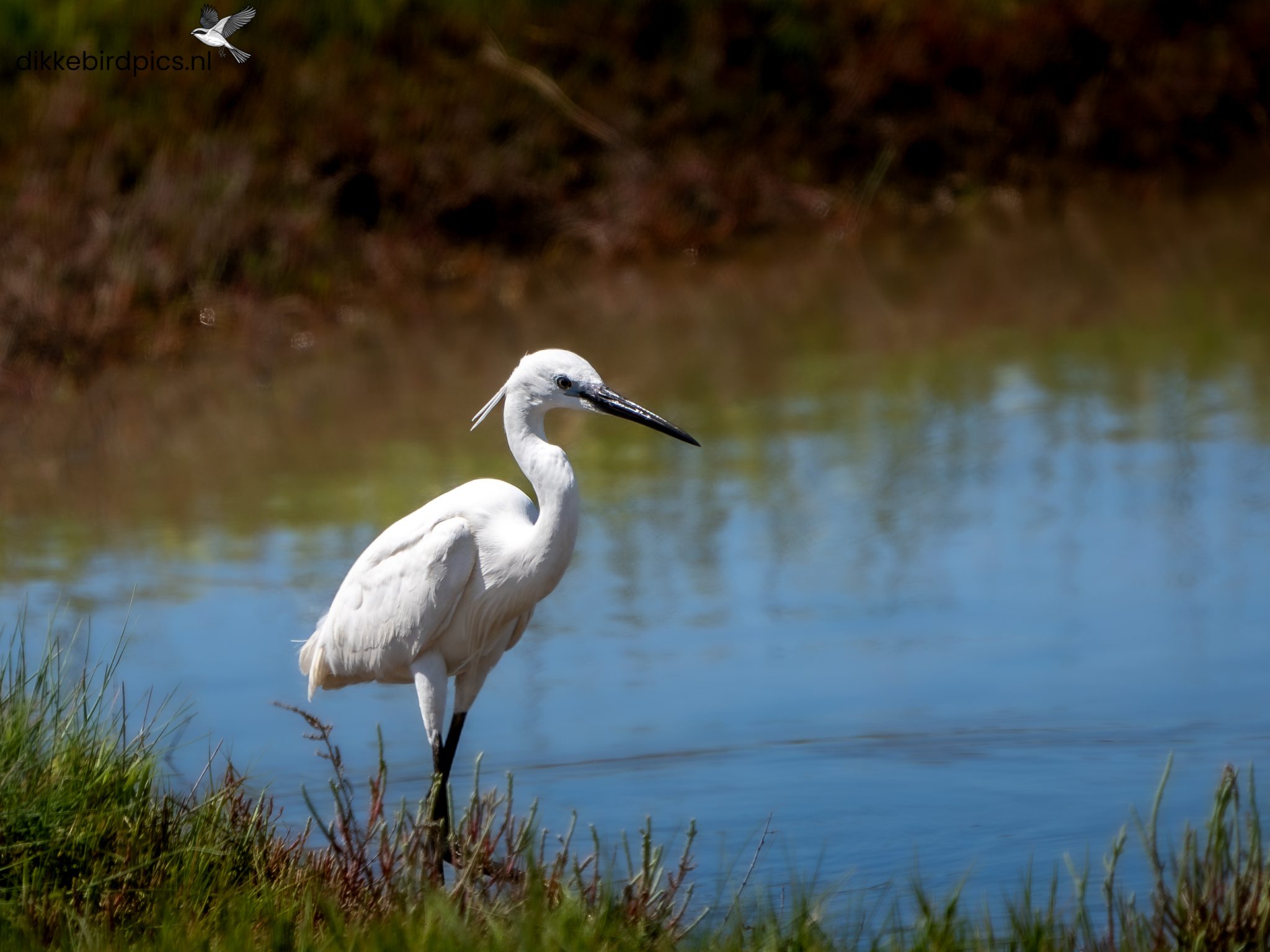 Grote zilverreiger