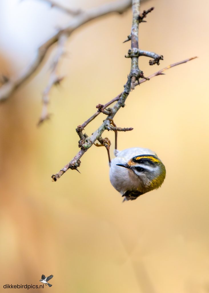 Vuurgoudhaan — Dol op goudhanen of een andere familie? Ontdek vogels per categorie.