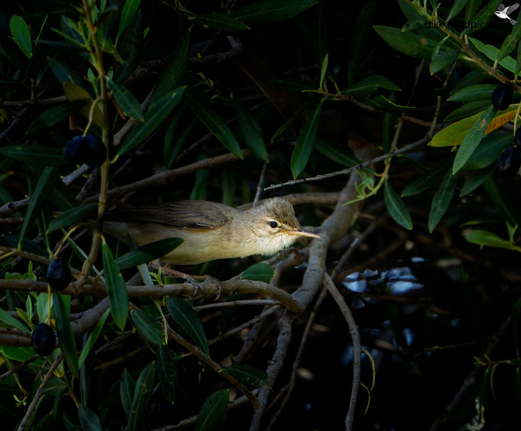 Oostelijke vale spotvogel