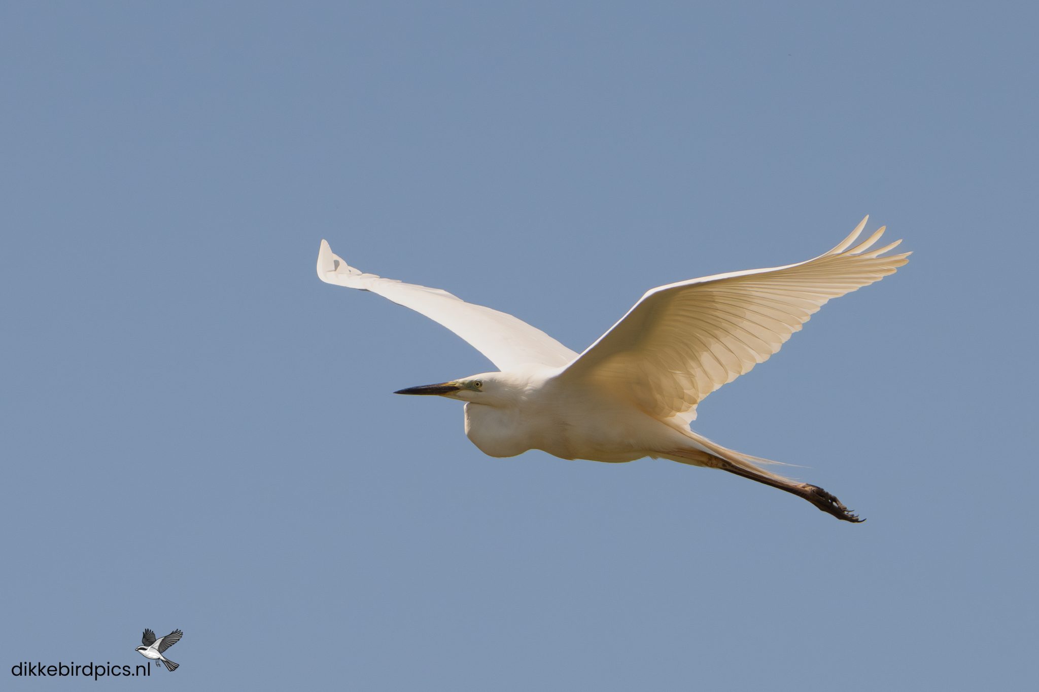 Grote zilverreiger