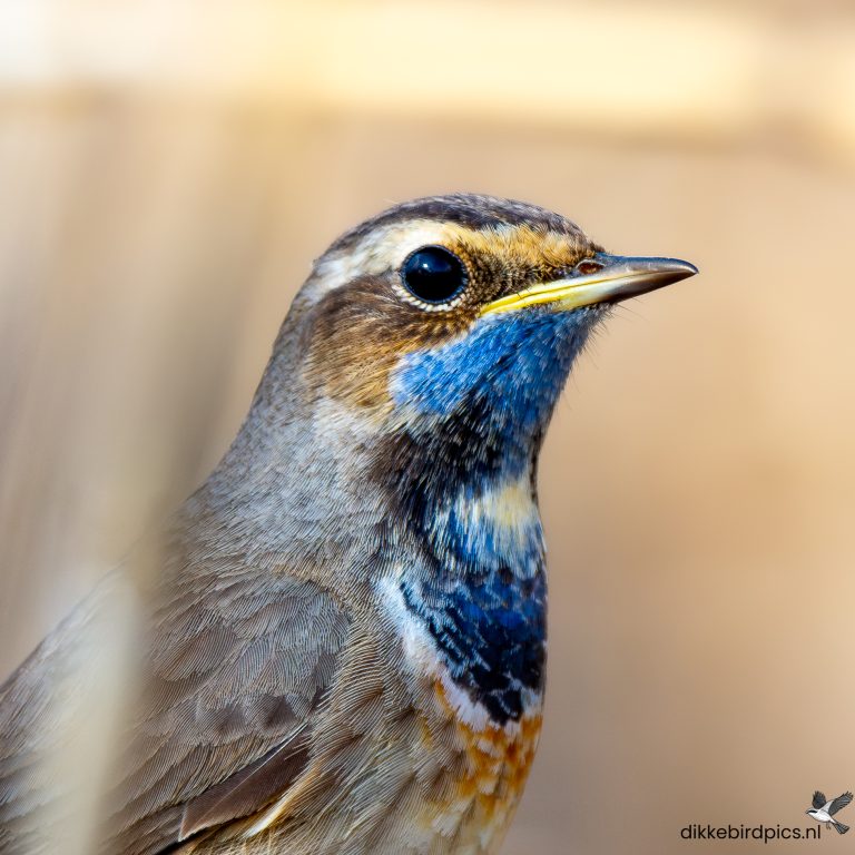 Blauwborst