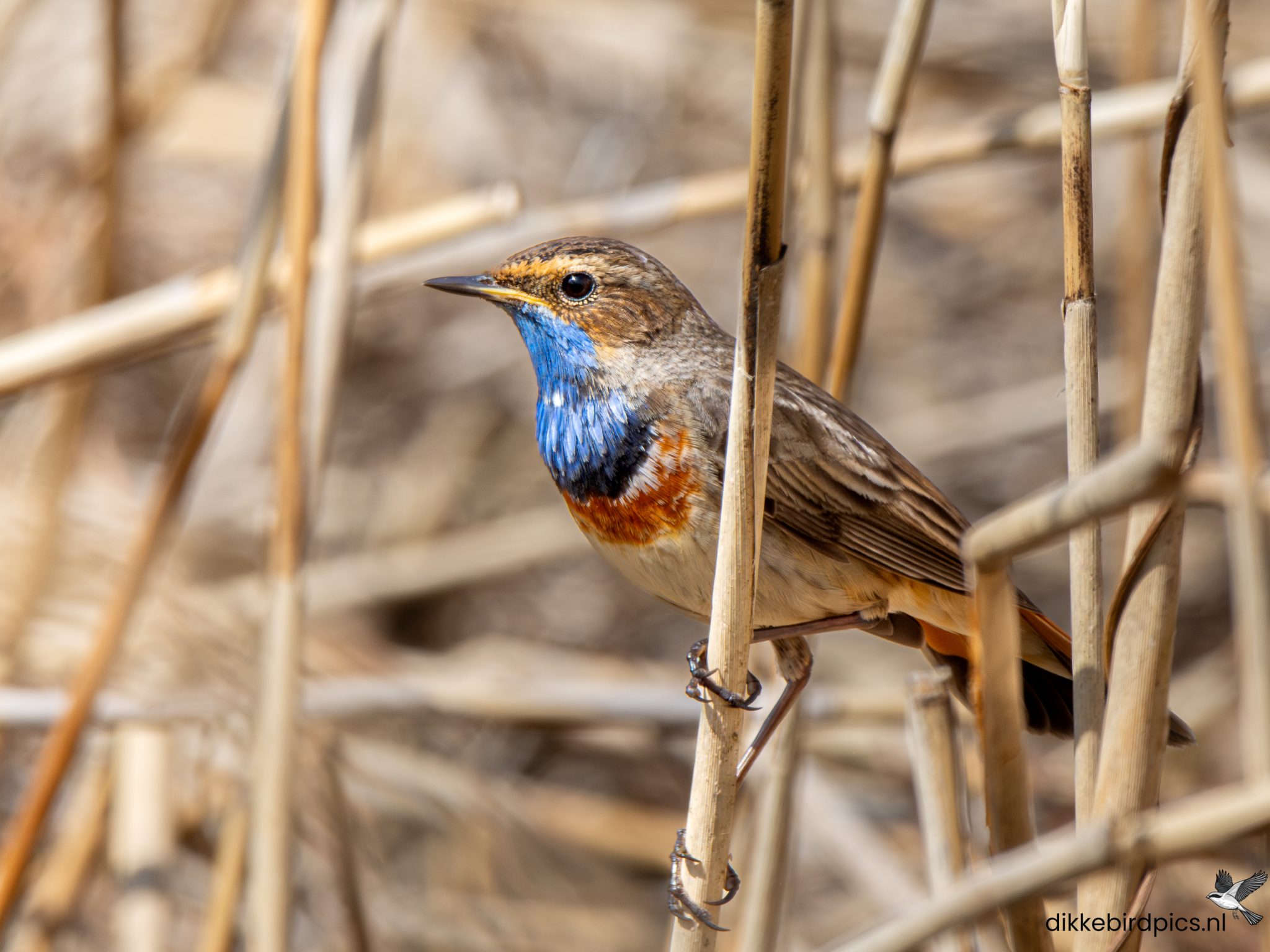 Blauwborst