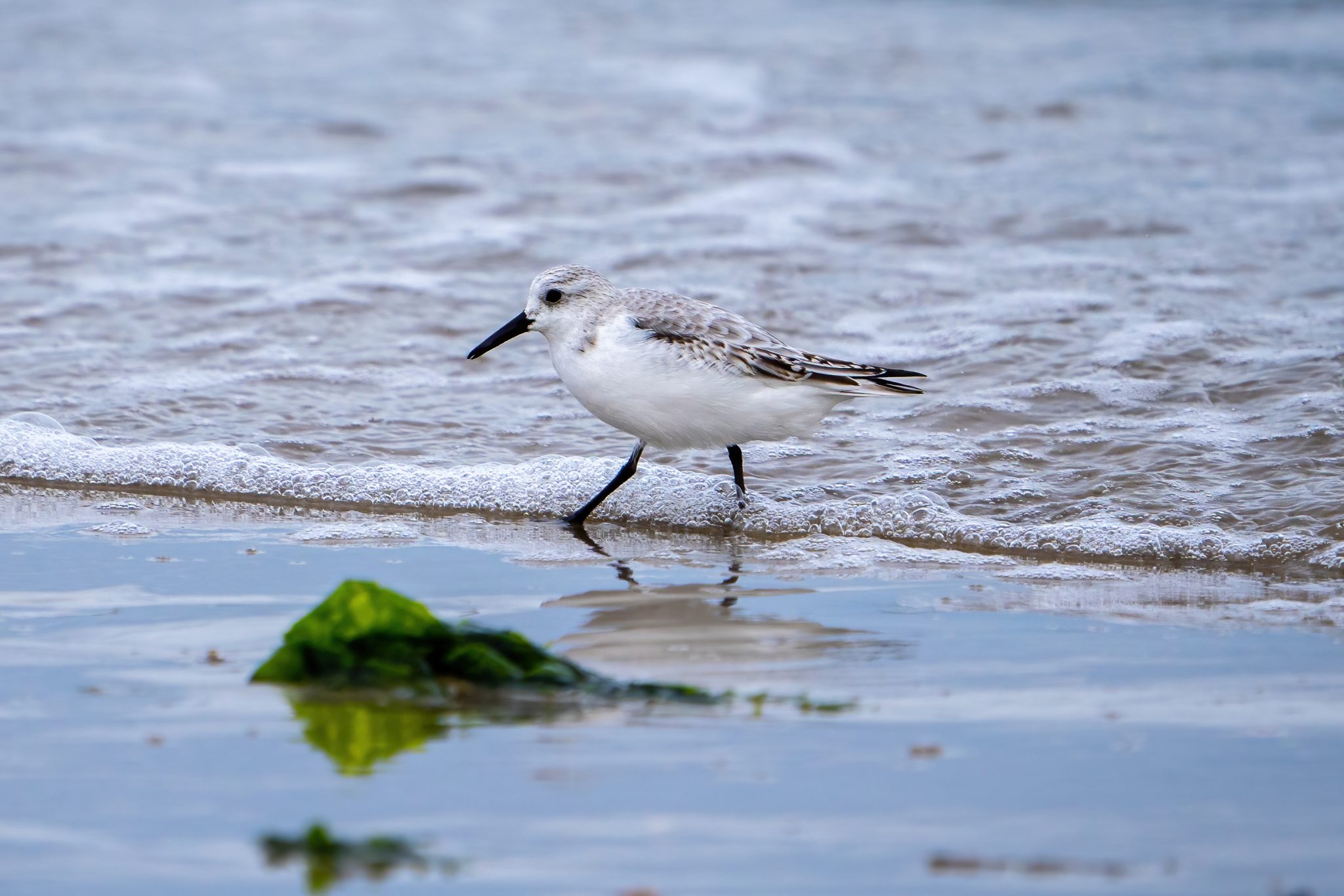 Drieteenstrandloper