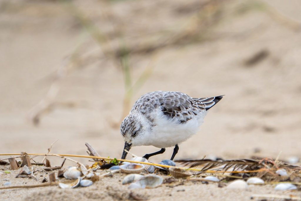 Drieteenstrandloper