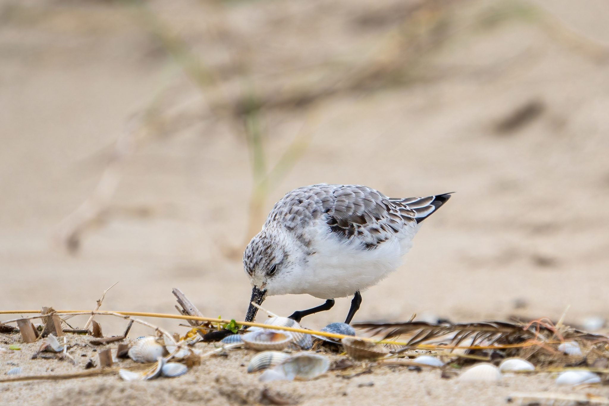 Drieteenstrandloper