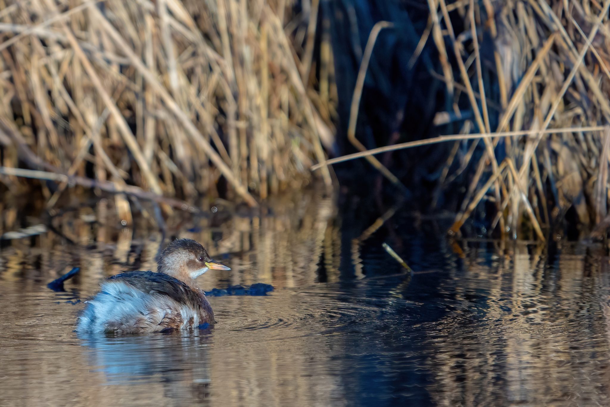 Dodaars