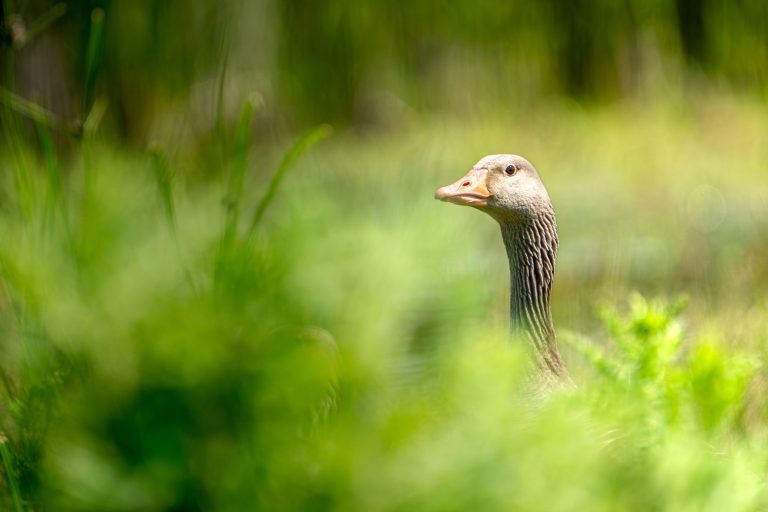 Grauwe gans