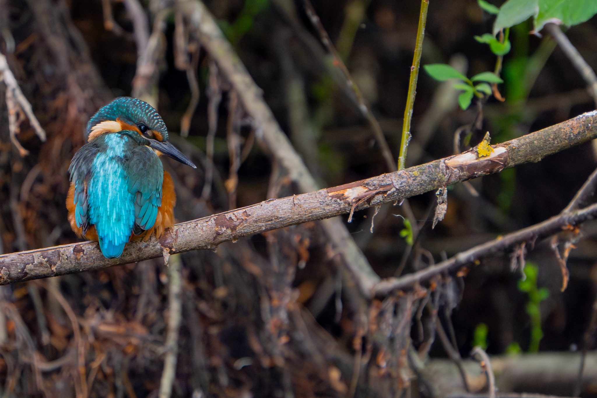 Ijsvogel