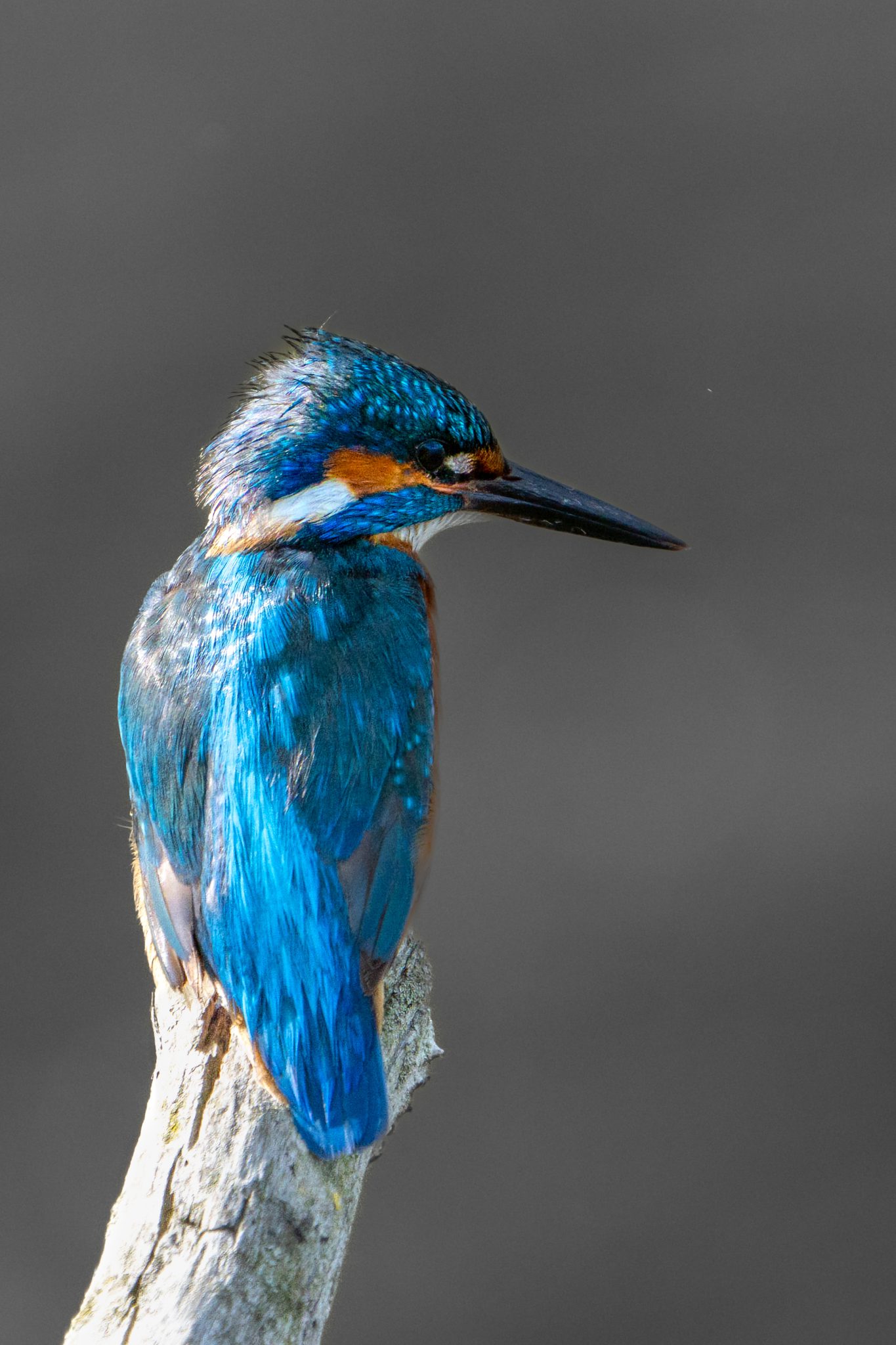 Ijsvogel