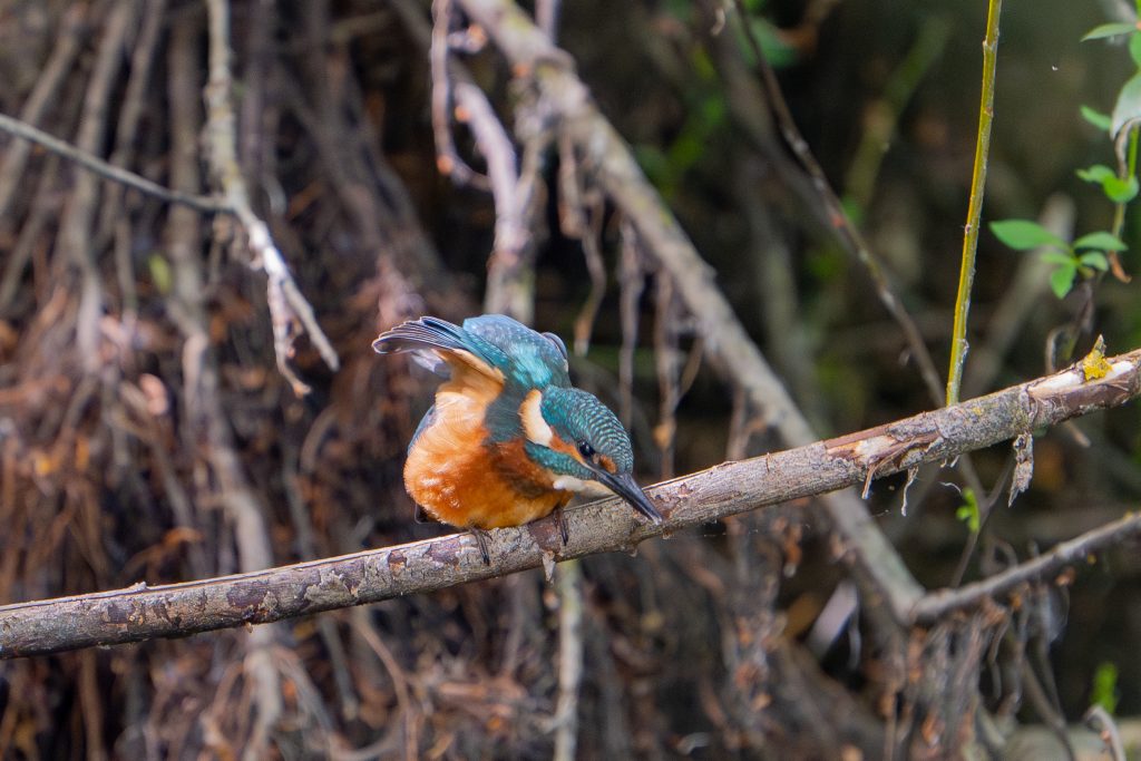 Ijsvogel