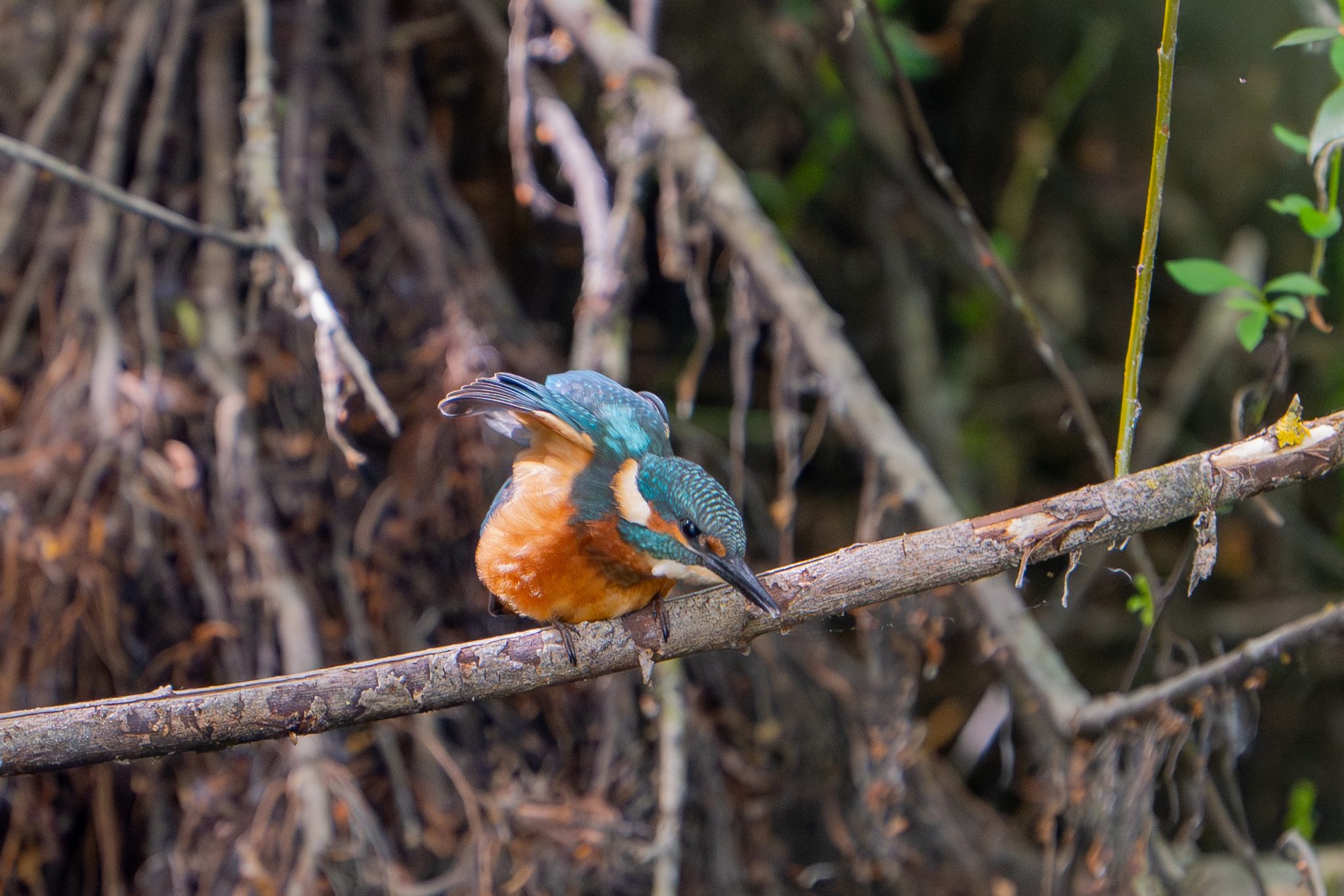 Ijsvogel