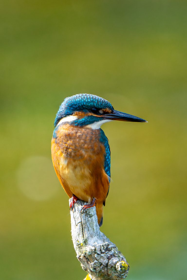 Ijsvogel