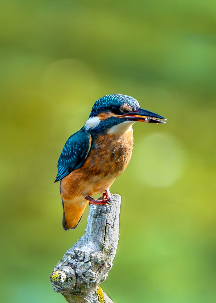 Ijsvogel