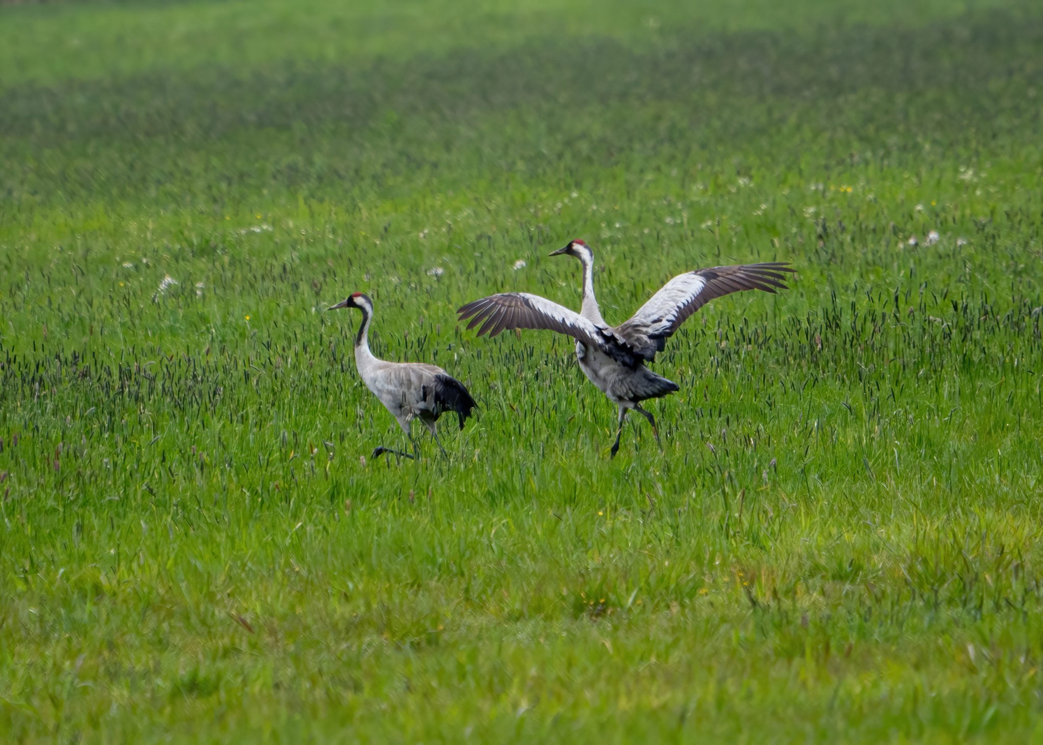Rallen, koeten & kraanvogels