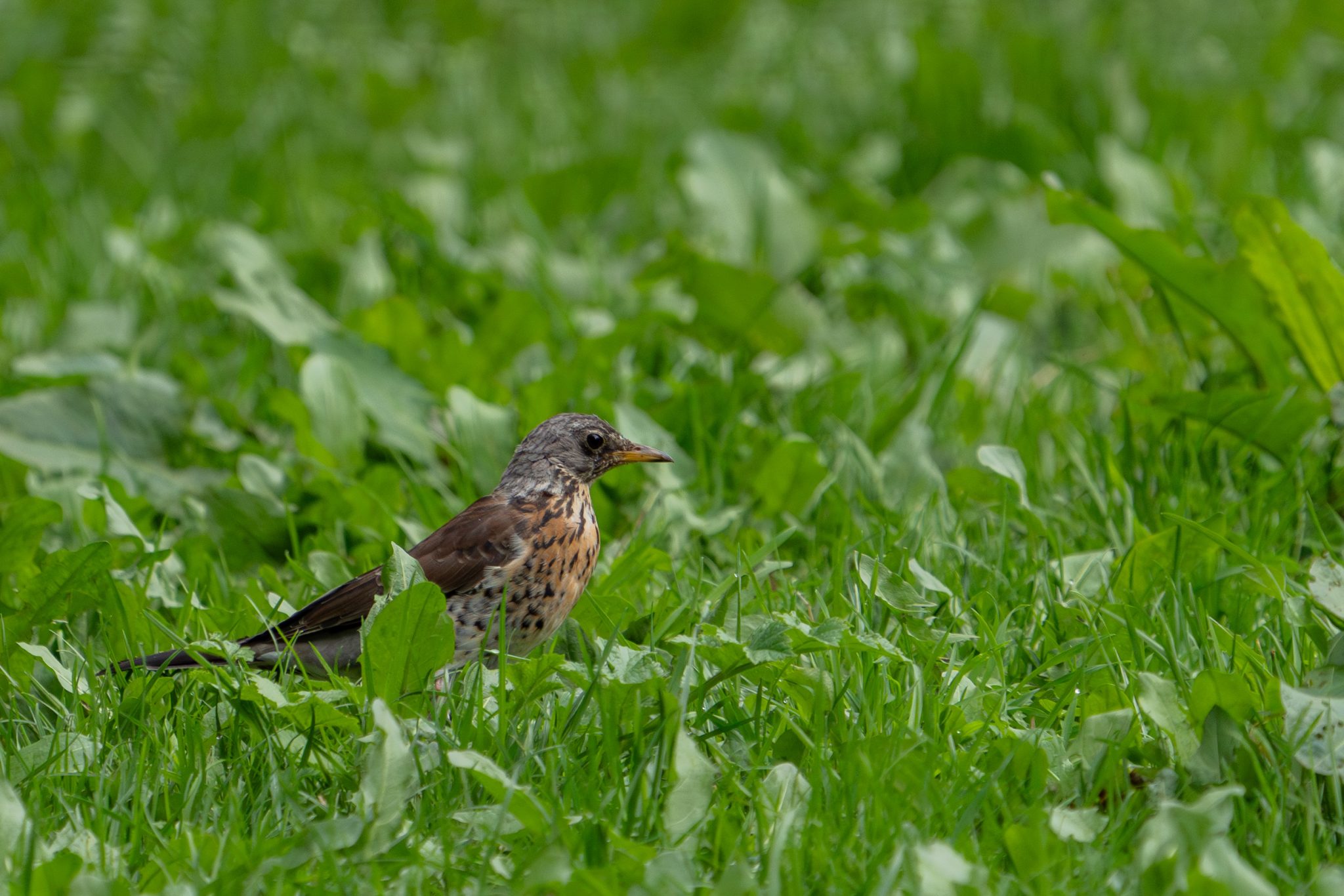 Kramsvogel