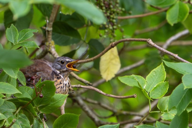Kramsvogel