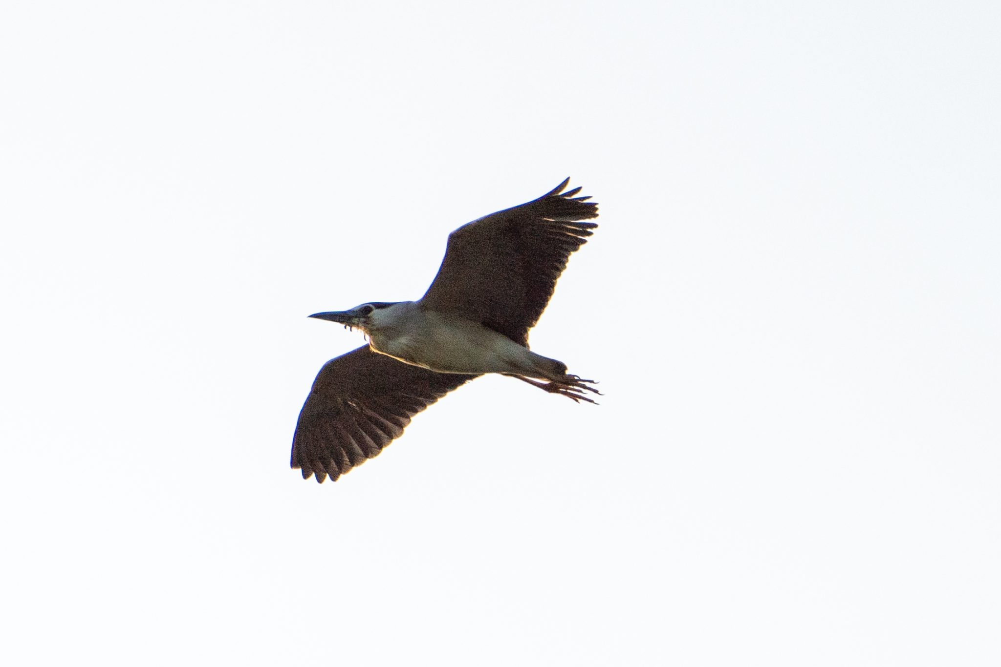 Kwak