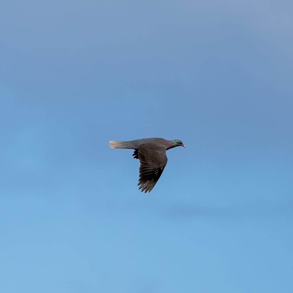 Laurierduif