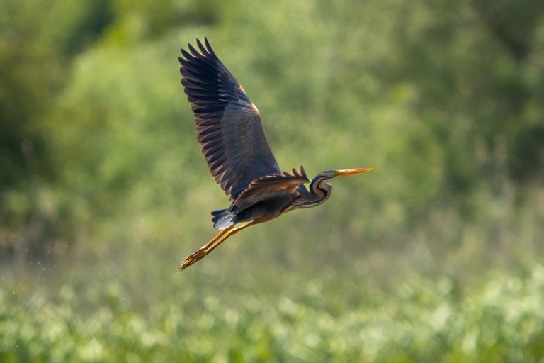 Purperreiger