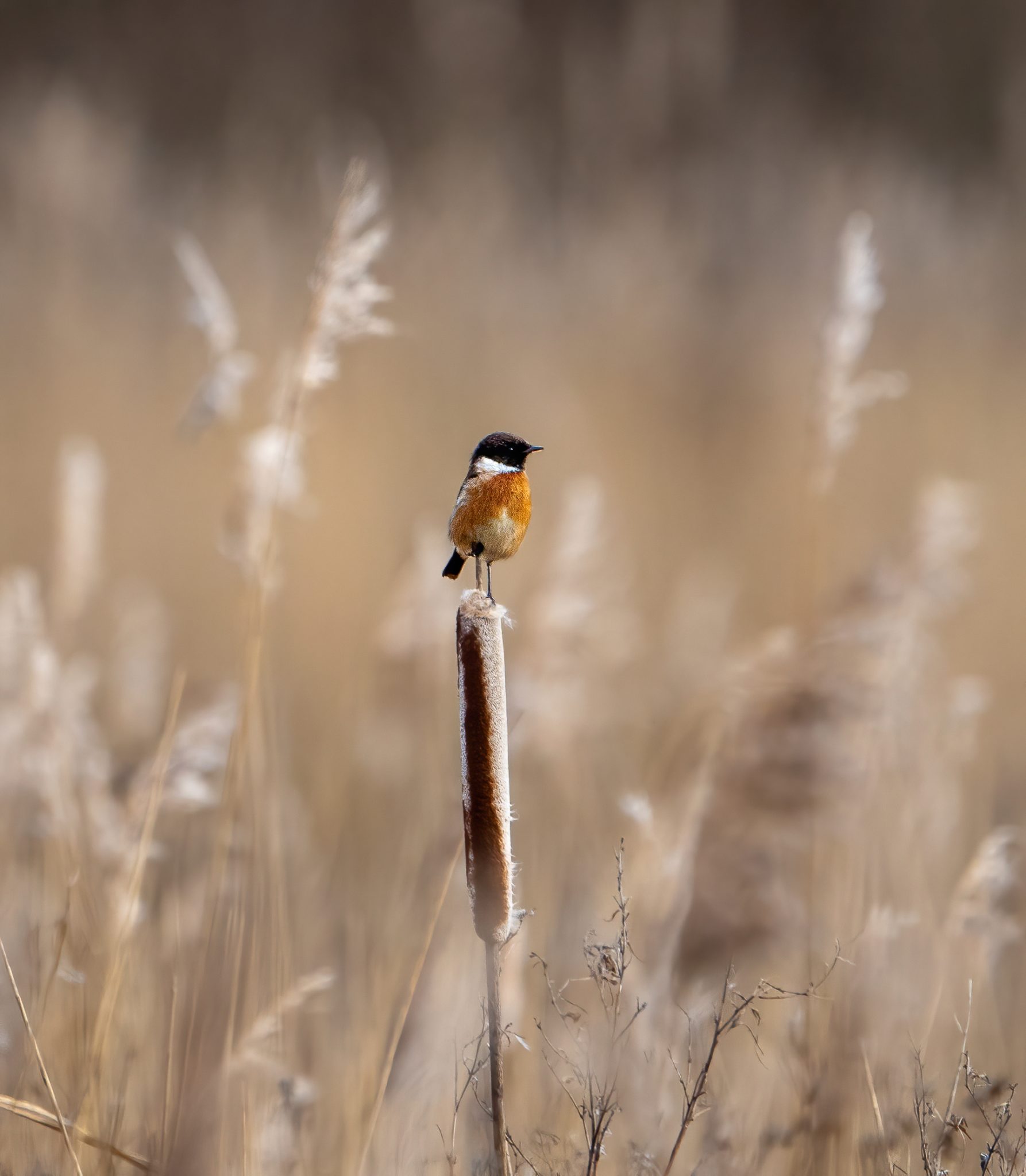 Roodborsttapuit
