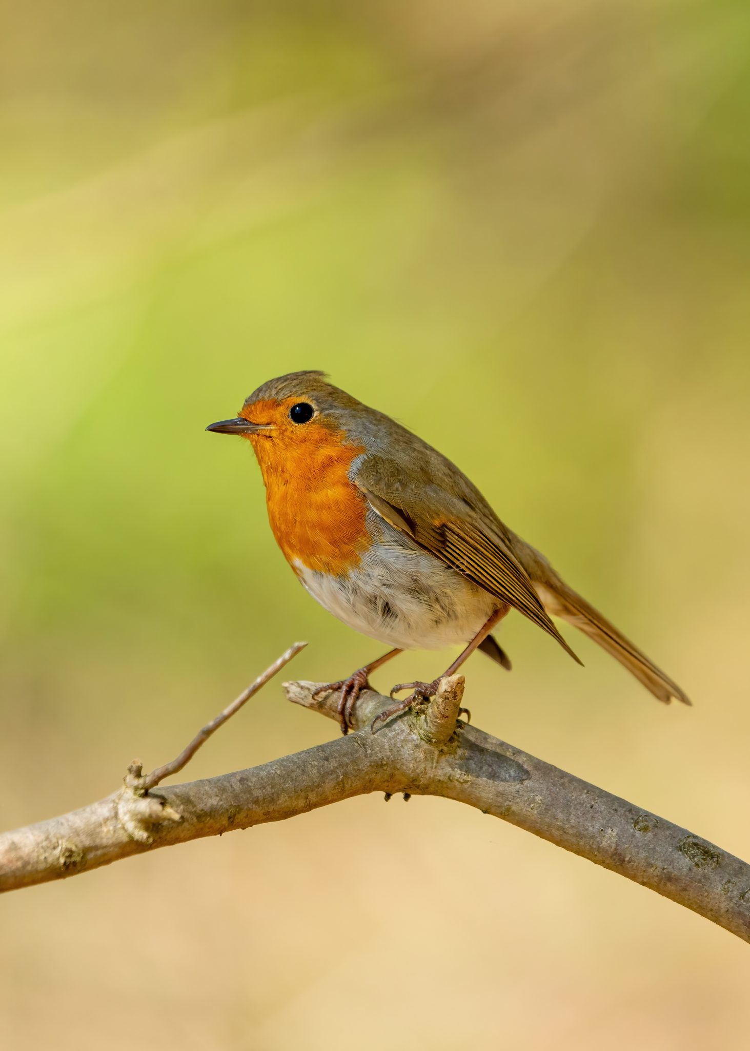 Roodborst