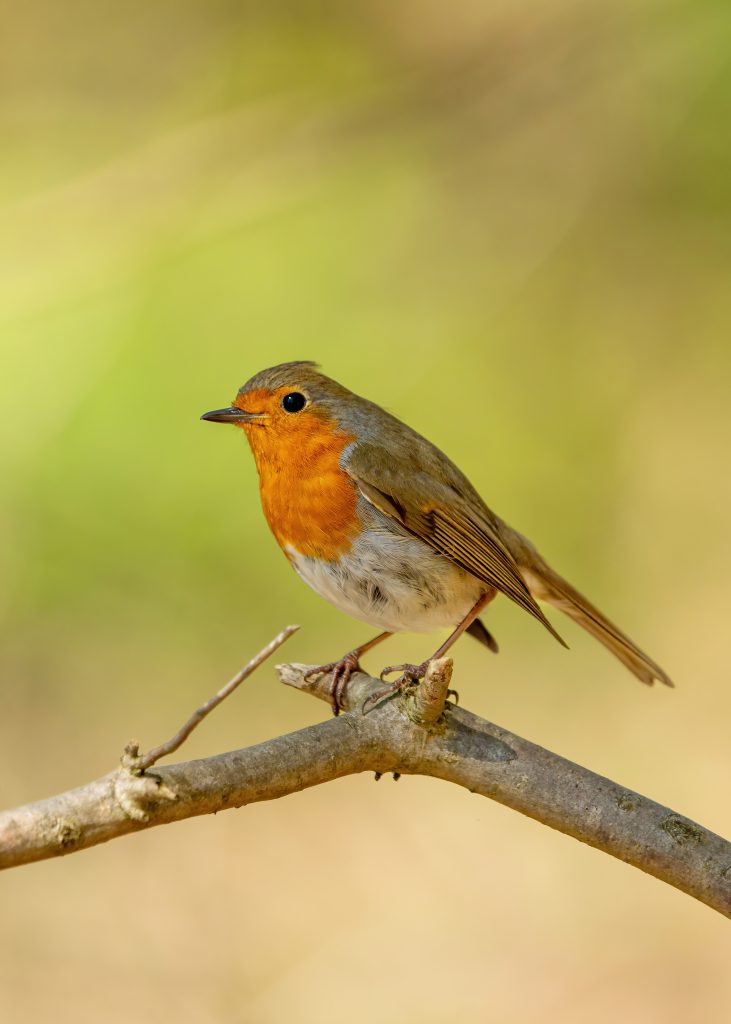 Roodborst