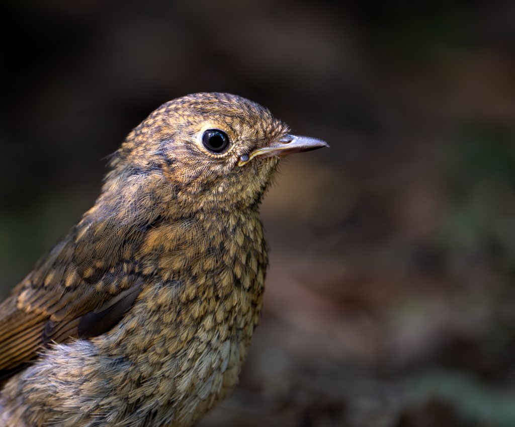 Roodborst
