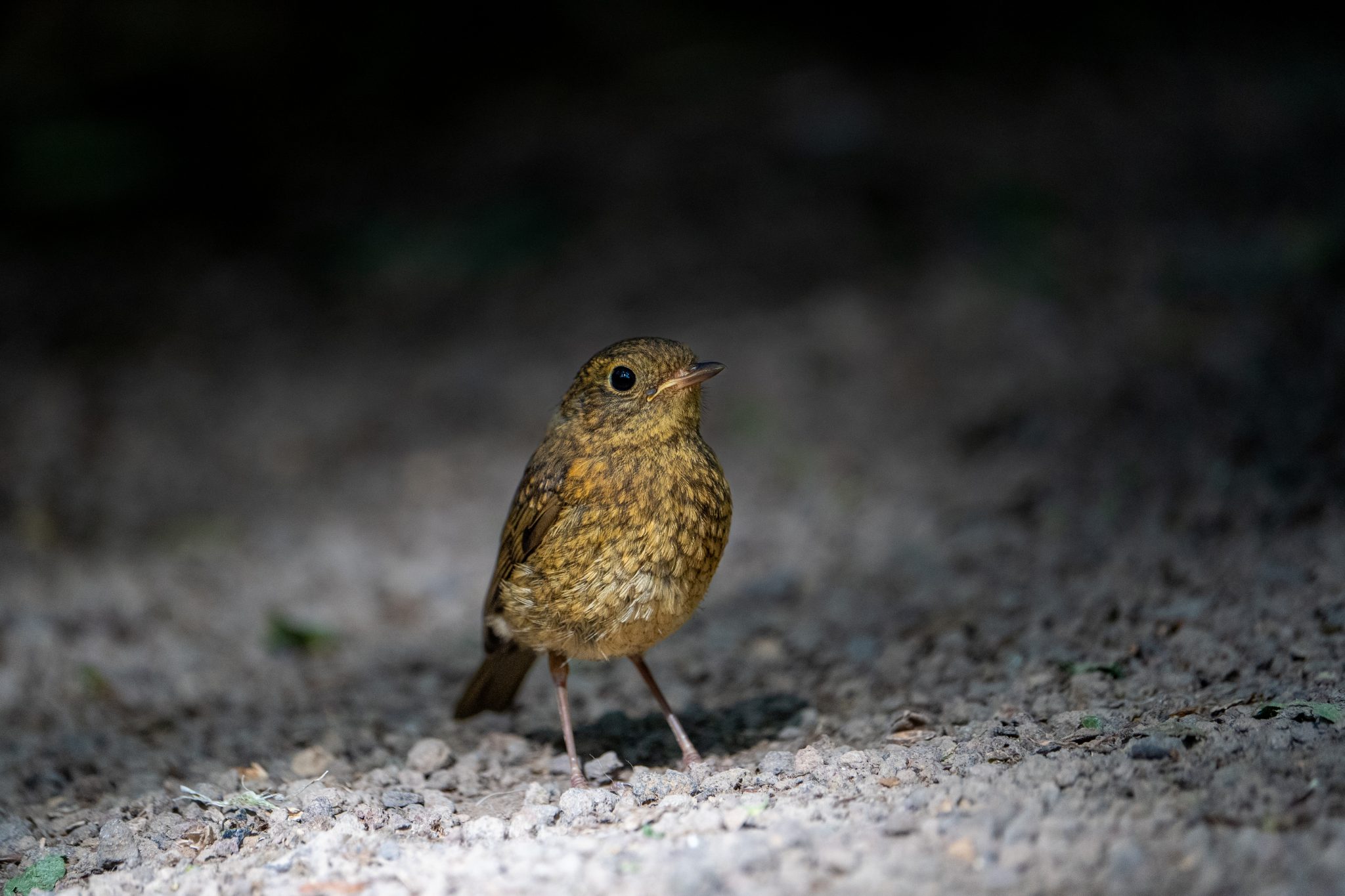 Roodborst