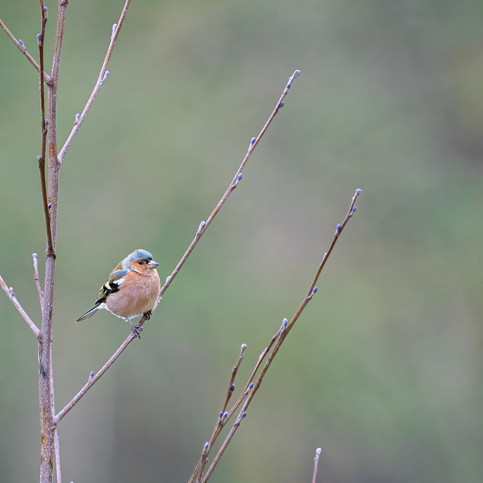 Vink
