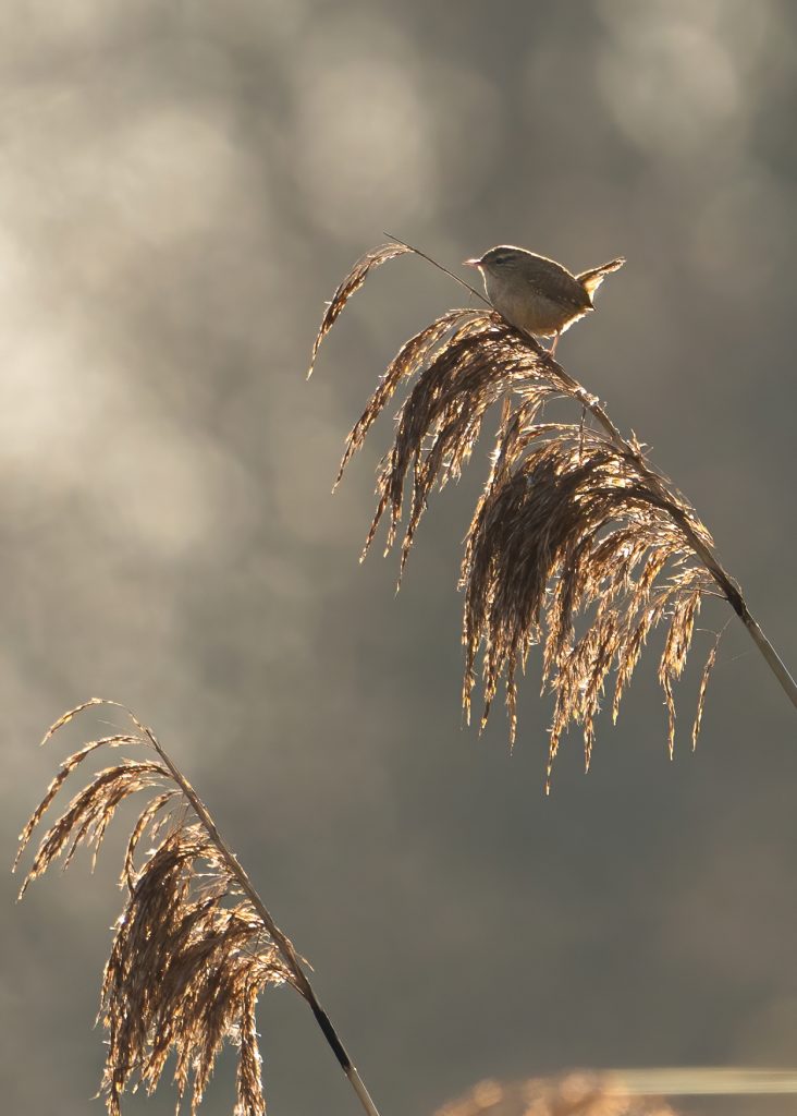 Winterkoning