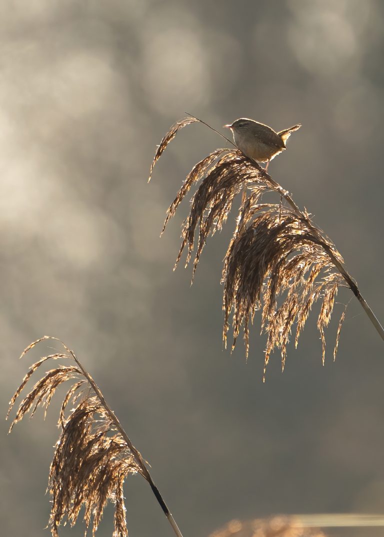 Winterkoning