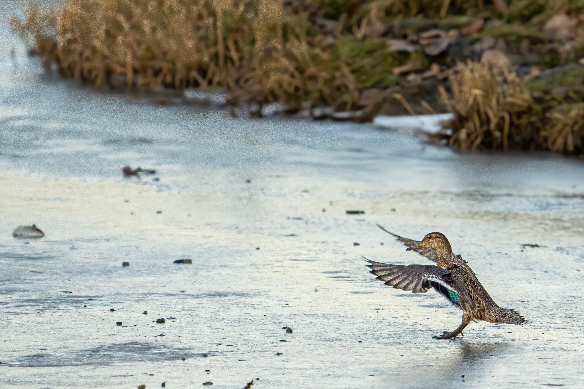 Wintertaling