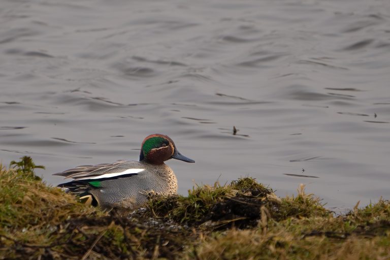 Wintertaling