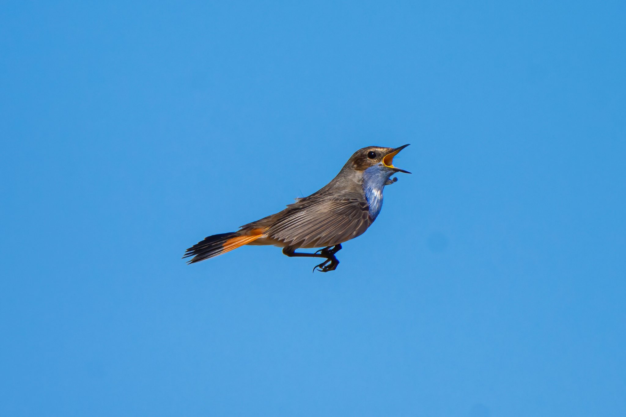 Blauwborst