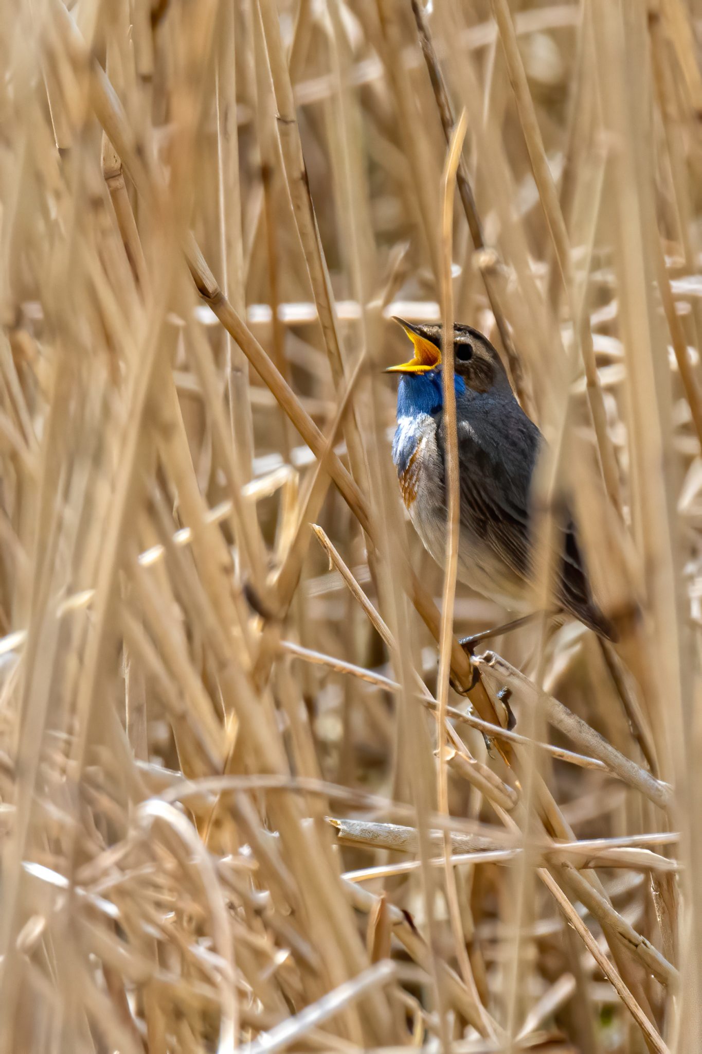 Blauwborst