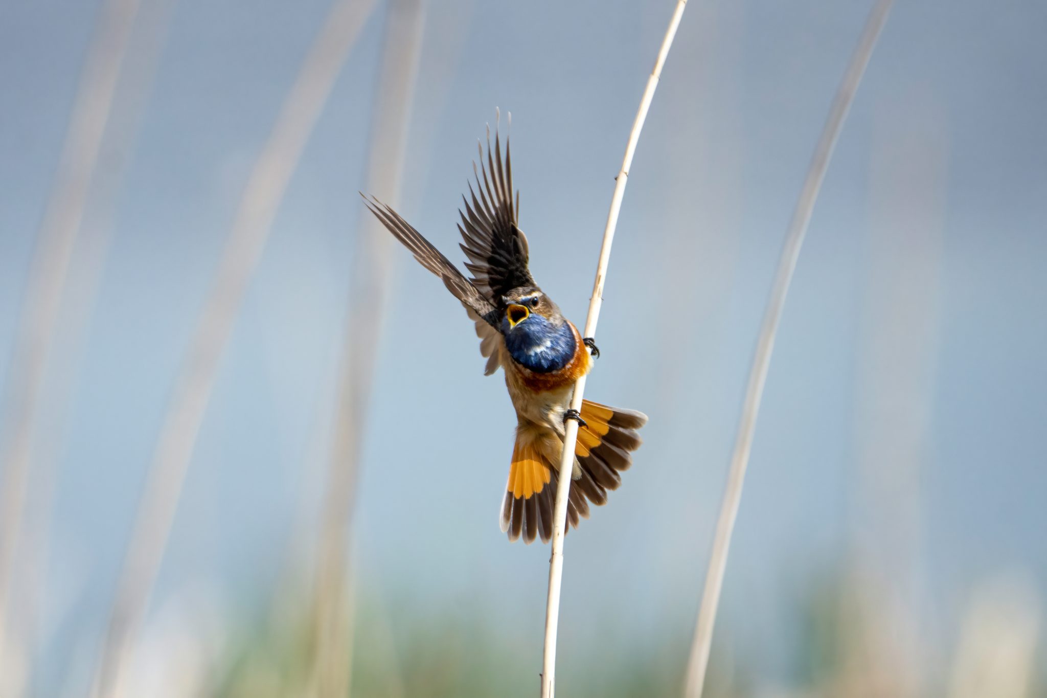 Blauwborst