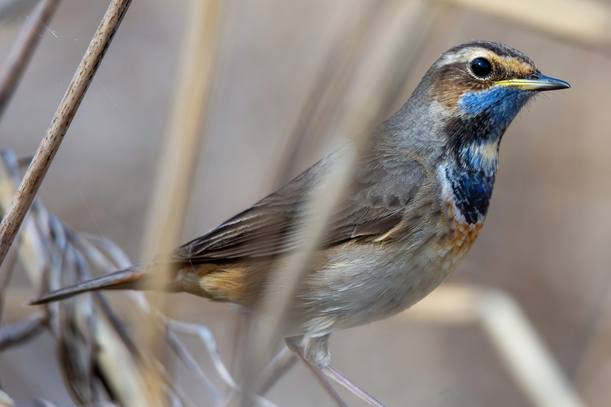 Blauwborst