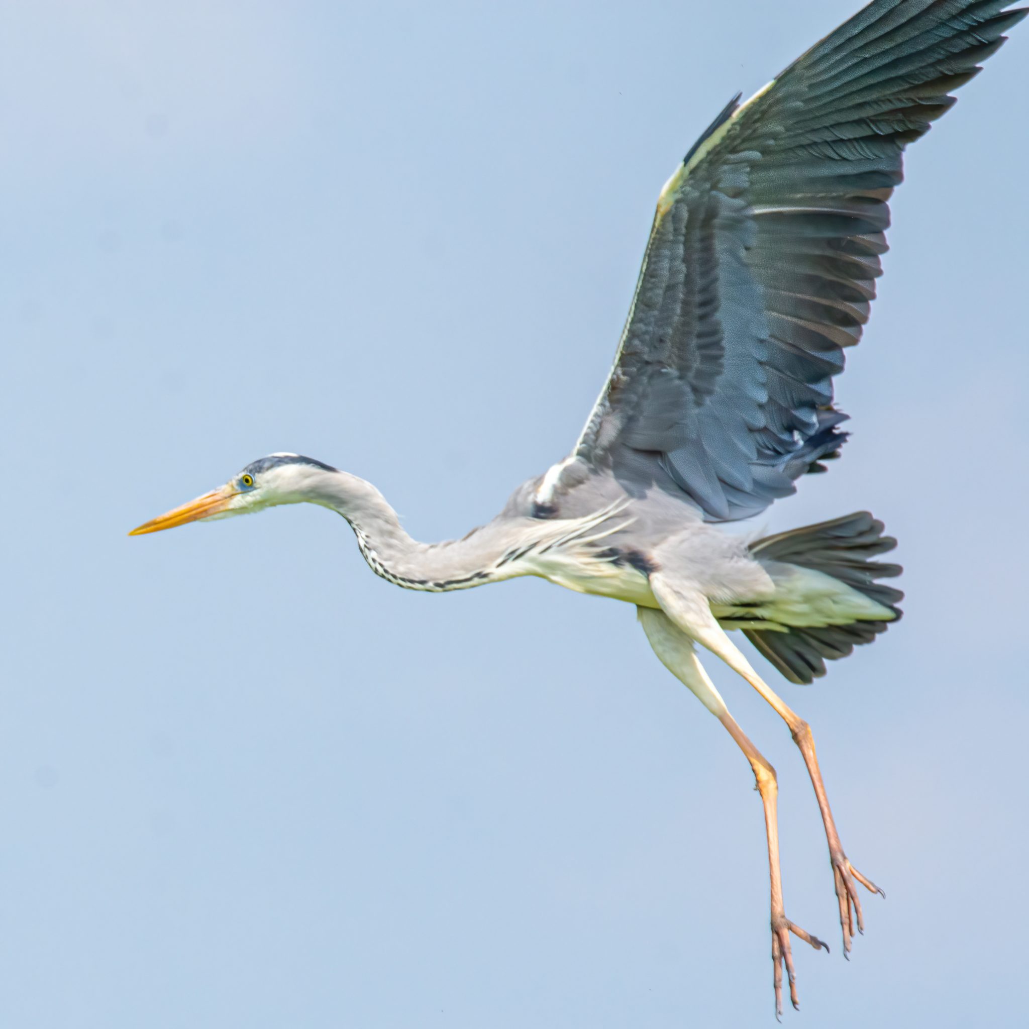 Blauwe reiger