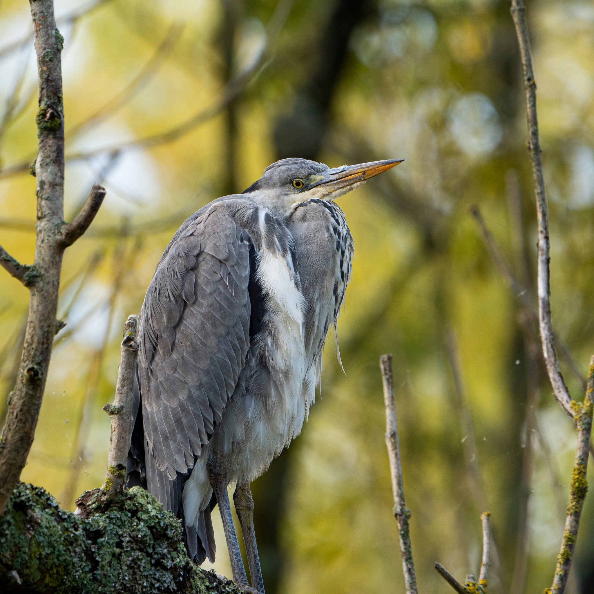 Blauwe reiger