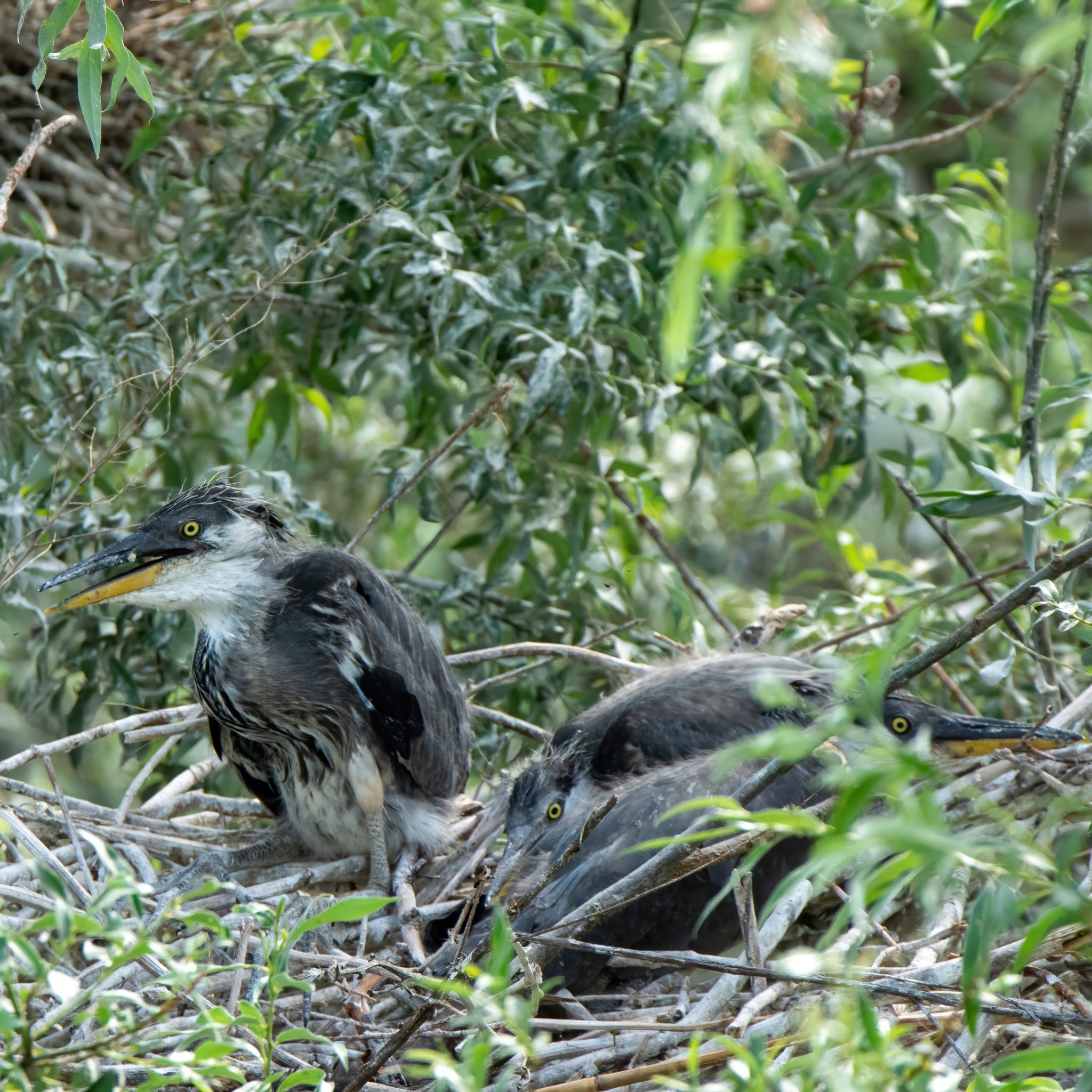 Blauwe reiger