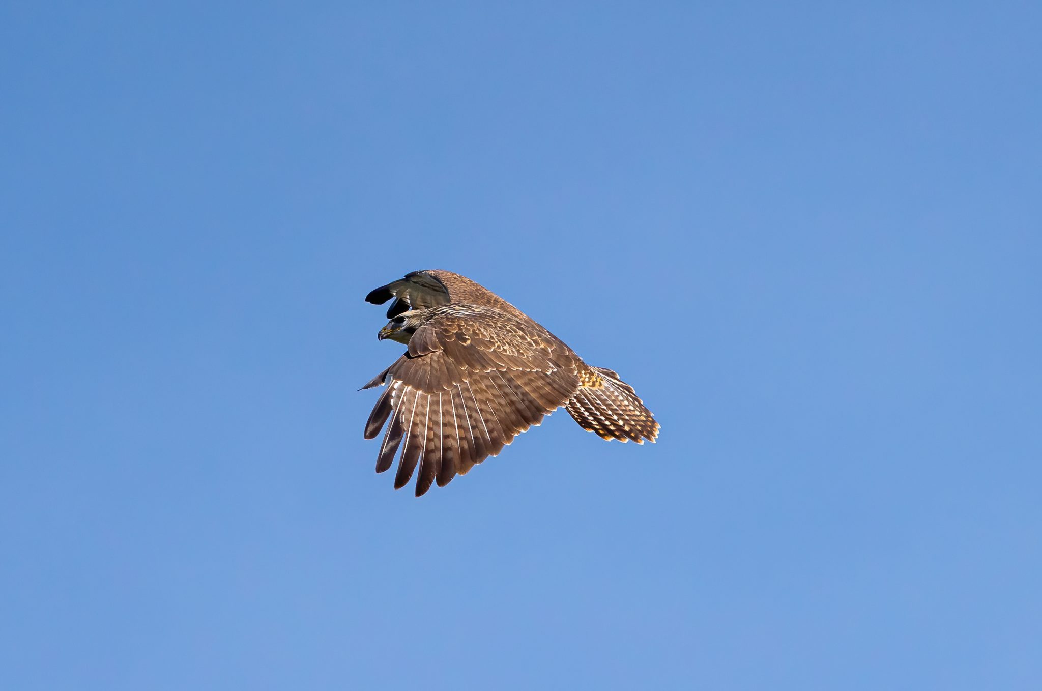 Buizerd