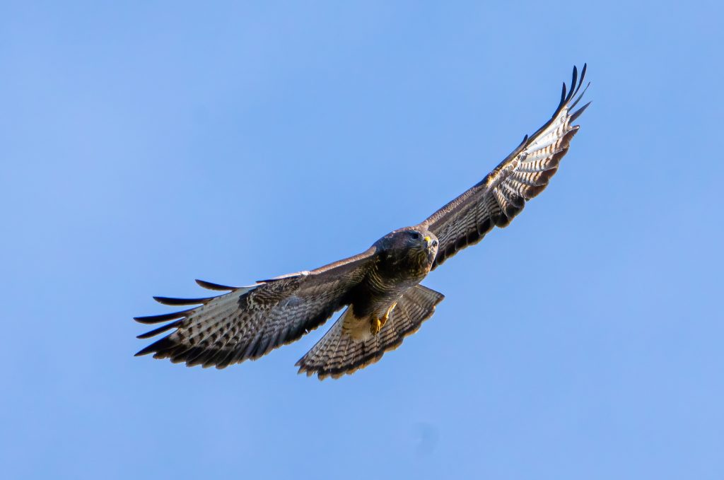 Buizerd